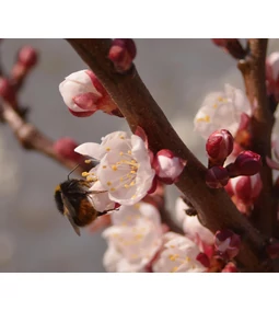 Lemosó permetezés tavasszal – így védekeznek a profi kertészek már a szezon elején