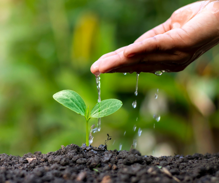 Kertészkedés aszálykor - Berb Szerszám