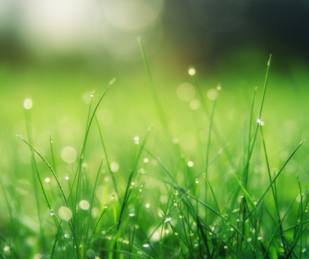 Füvesítés - Berb Szerszám