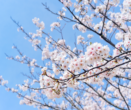 Márciusi kerti munkák - Berb Szerszám