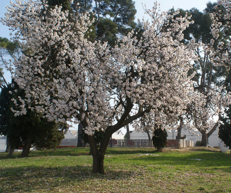 Márciusi kerti munkálatok - Berb Szerszám