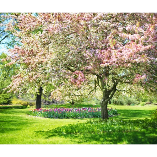 Készülj fel a tavaszra: ezeket a kerti teendőket végezd el kora tavasszal!